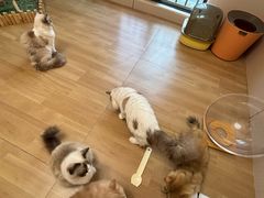 -唐小姐の私宠·宠物洗护美容·撸猫馆·购宠(周浦万达旗舰店)