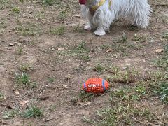 -爪吧宠物乐园 (温榆河示范区店)