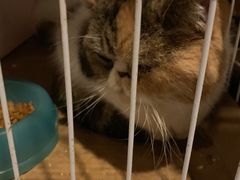 -猫色咖啡·猫咖