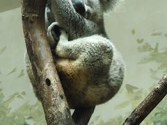 -广州长隆野生动物世界