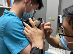 -关爱宠物医院·猫科中心·消化科(滨湖万达分院)