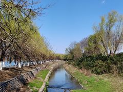 -羊山湖公园
