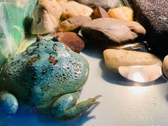 -上海大自然野生昆虫馆(东方明珠·爬宠昆虫探索中心)