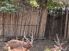 -清迈夜间动物园