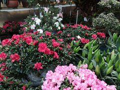 -金科花卉市场