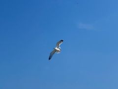 -丹东路渡口(轮渡站)