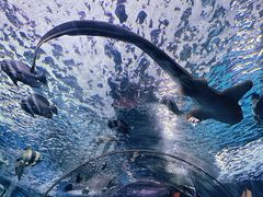 -上海海洋水族馆