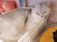-猫咪派对(江南西店)