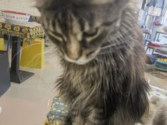 -平行世界·猫咖(首经贸店)