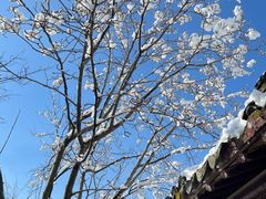 -八大山人梅湖景区