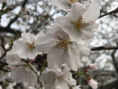 -武汉大学-樱园