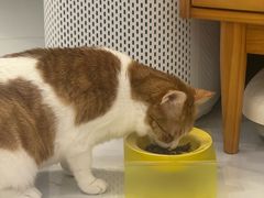 -宠物星动物医院·眼科·异宠·猫科(江南大道总院)