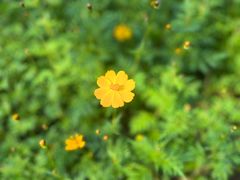 -花开海上生态园