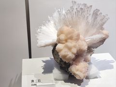 -重庆自然博物馆(新馆)