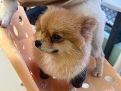 -怪兽屋·羊驼·猫咖·狗咖(俊华广场店)