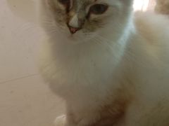 -70cat德文卷毛猫·缅因猫纯种猫舍