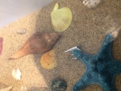 -味千拉面(星摩尔购物中心店)