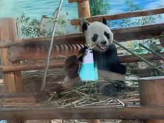 -西霞口神雕山野生动物世界