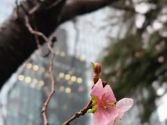-静安公园(静安寺街道)