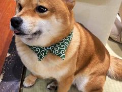 -逗柴咖啡屋·狗咖猫咖宠物桌游