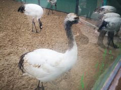 -盐城丹顶鹤湿地生态旅游区