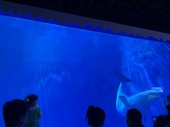 -多彩贵州城极地海洋世界