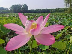 -东郊湿地公园