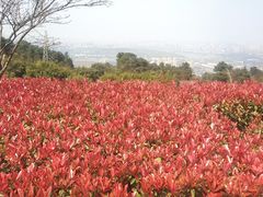 -铁山坪森林公园