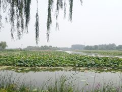 -白洋淀景区