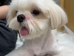-美联众合动物医院·24h转诊中心