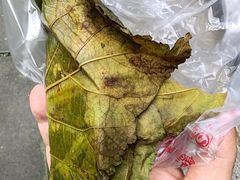 -叶婆婆豆浆馍馍