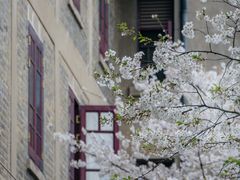 -武汉大学-樱园
