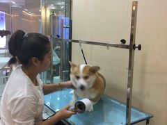 -momokira米努特·德文卷毛猫·棉花面纱犬