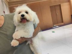 -帕帕拉兹宠物(亚洲旗舰店)