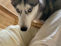 -Husky Go! 哈士奇体验馆·宠物咖啡厅狗咖