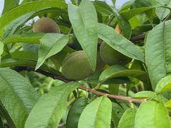 -正宗火盆自助烧烤·烤全羊·柴火鸡(龙泉山店)