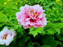 -鑫巴蜀(和平里店)