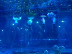 -华夏文旅海洋公园