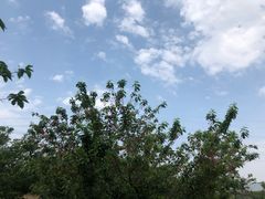 -北宅大永樱桃采摘基地(崂山总部)