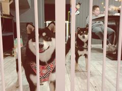 -百好乐宠物友好餐厅(朝外大街店)