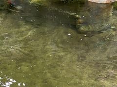 -光头佬钓虾场·烧烤·聚餐·亲子(金沙洲店)