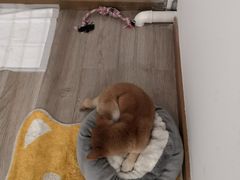 -柴迷FANS CLUB·柴犬狗咖·猫咖