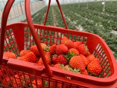 -建德果蔬乐园绪塘草莓基地