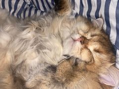 -欣宠猫屋·矮脚拿破仑·蓝金金渐层