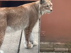 -青藏高原野生动物园