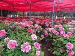 -洛阳市隋唐城遗址植物园
