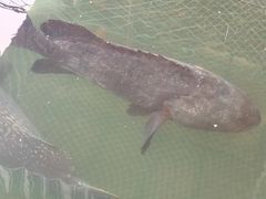 -蓝湾碧波·老字号·疍家非遗海上餐厅