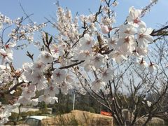 iphone_upload_pic-浮山香苑