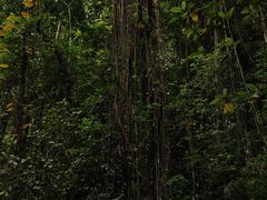 -莫里热带雨林景区