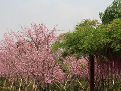 -天适樱花悠乐园
